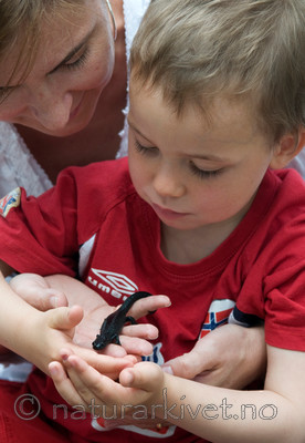 BB 09 0148 / Triturus cristatus / Storsalamander